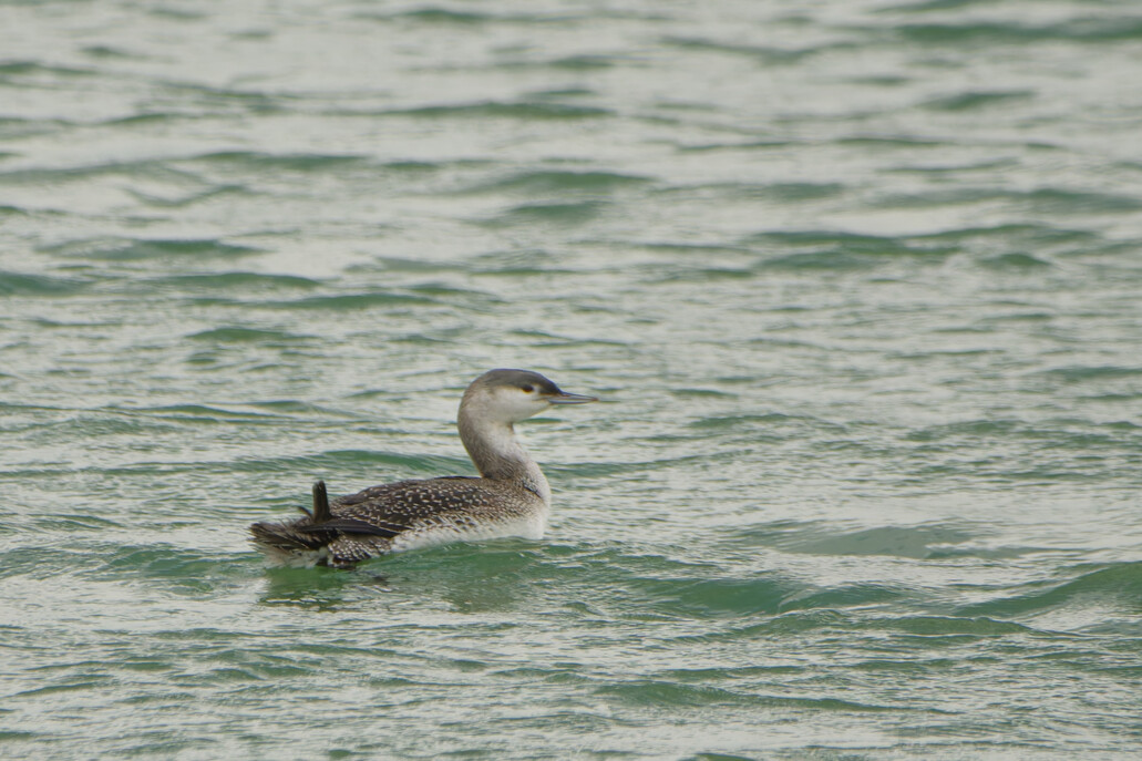 Photo of Red Throated Diver